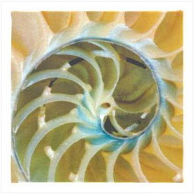 Nautilus Shell Wall Decor Case Pack 1